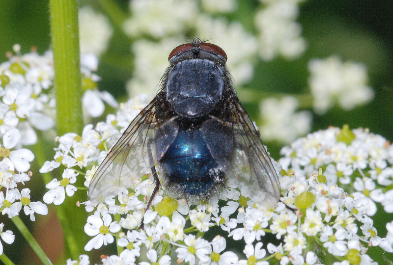 Calliphora ?